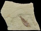 Fossil Fish (Gosiutichthys) - Lake Gosiute #52251-1